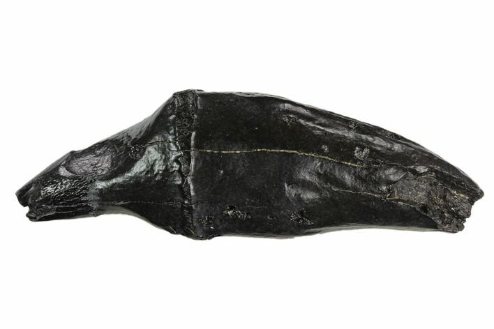 Fossil Sperm Whale (Scaldicetus) Tooth #130182